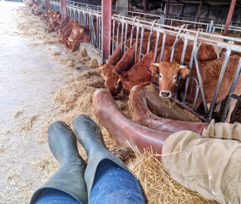 La Ferme de Ré — Anne-Laure et Wilfried Boutet, éleveurs de bovins