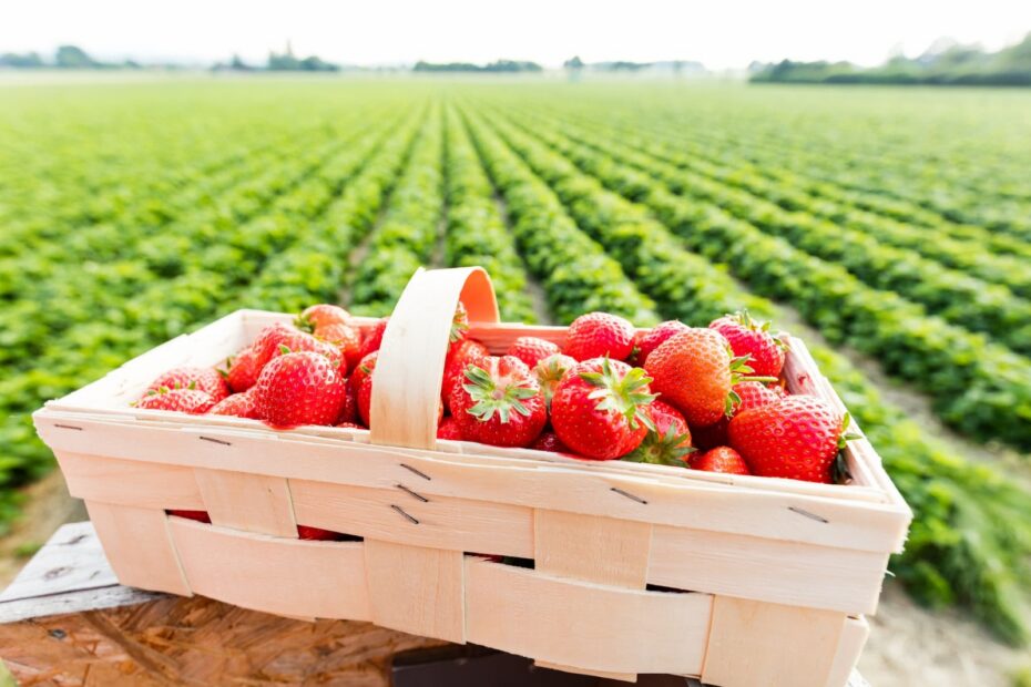 Panier de fraises fraîchement récoltées devant un champ de fraisiers